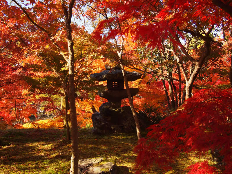 京都 禅林寺 永観堂の紅葉(Autumn leaves of Eikando-Zenrinji temple in Kyoto,Japan)