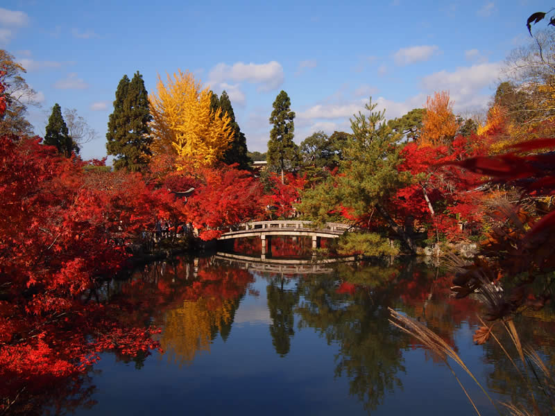 京都 禅林寺 永観堂の紅葉(Autumn leaves of Eikando-Zenrinji temple in Kyoto,Japan)