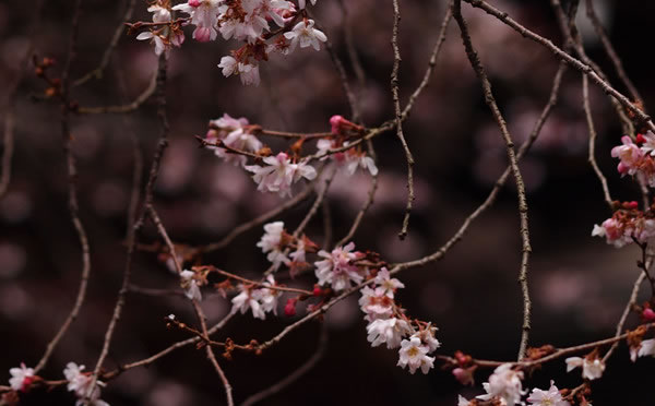 京都 平野神社の寒桜(Cherry blossoms of Hirano shrine in Kyoto,Japan)