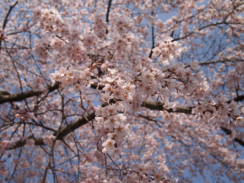 知恩院の桜