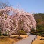京都 知恩院の桜(Cherry blossoms of Chionin in Kyoto,Japan)