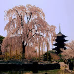 京都 東寺 / 教王護国寺の不二桜(Cherry blossoms of Toji temple in Kyoto,Japan)