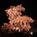 京都 円山公園の祇園夜桜(Cherry blossoms of Maruyama Park in Kyoto,Japan)