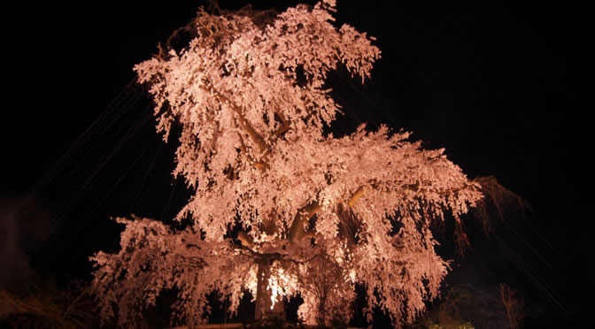 京都 円山公園の祇園夜桜(Cherry blossoms of Maruyama Park in Kyoto,Japan)