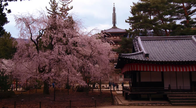 京都 醍醐寺の桜(Cherry blossoms of Daigoji temple in Kyoto,Japan)
