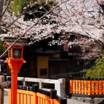 京都 祇園白川の桜(Cherry blossoms of Gion-shirakawa street in Kyoto,Japan)