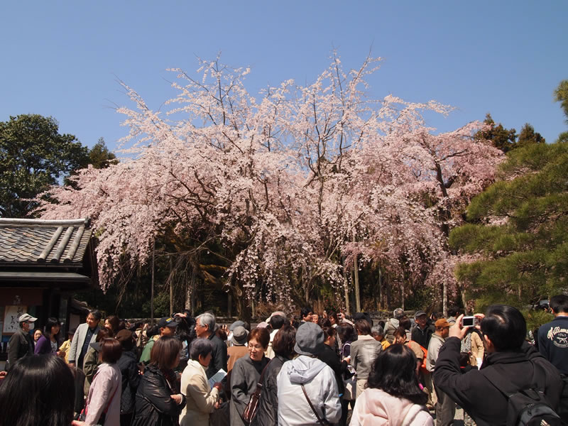 醍醐寺 三宝院の桜