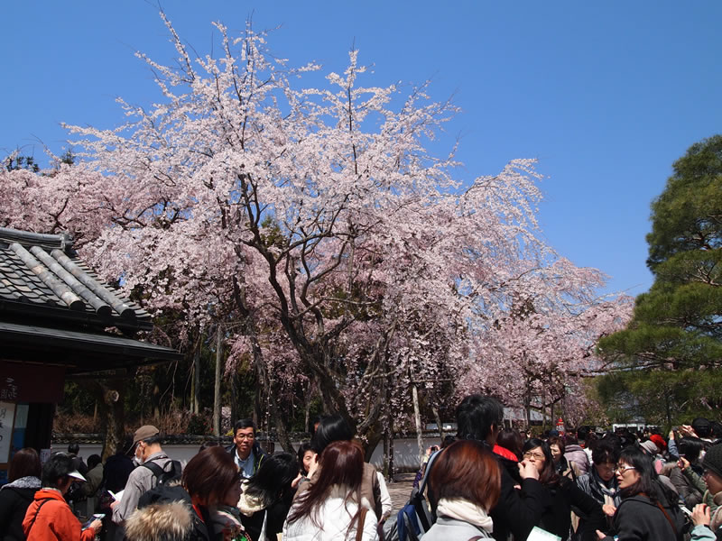 醍醐寺 三宝院の桜