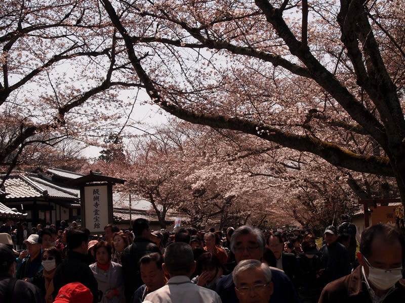 醍醐寺 霊宝館の桜