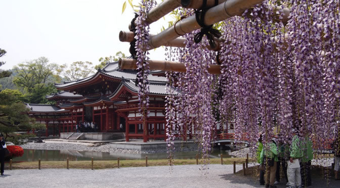京都 宇治 平等院の藤棚（Wisteria trellis of Byodoin temple in kyoto,Japan)