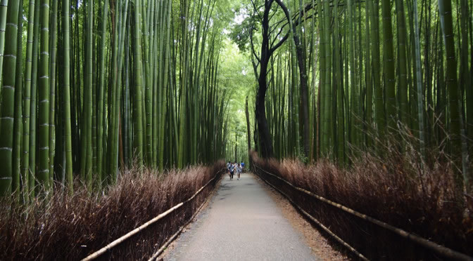 京都 竹林の道(Bamboo grove road in Kyoto,Japan)