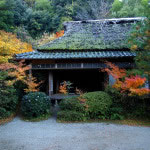 京都 滝口寺の紅葉(Autumn leaves of Takiguchitera temple in Kyoto,Japan)