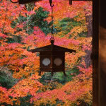 京都 大徳寺塔頭 高桐院の紅葉(Autumn leaves of Kotoin Daitokuji temple in Kyoto,Japan)