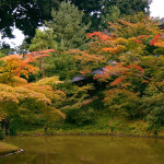京都 高台寺の紅葉(Autumn leaves of Koudaiji temple in Kyoto,Japan)