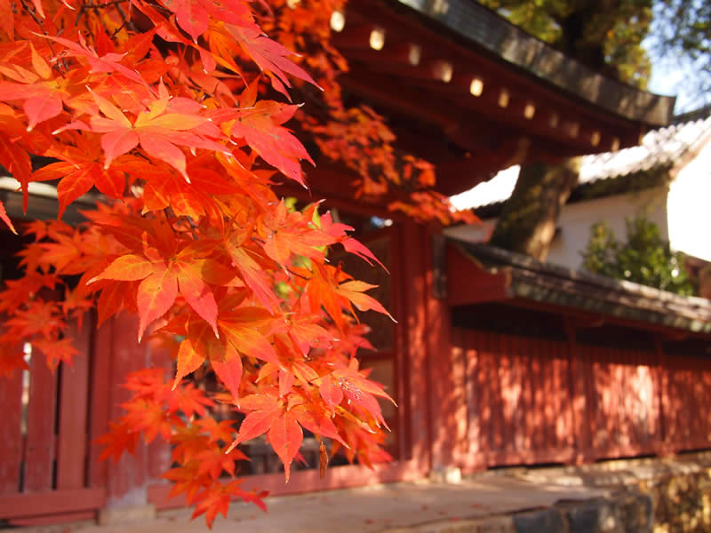 京都 高雄 神護寺の紅葉(Autumn leaves of Jingoji temple in Kyoto,Japan)