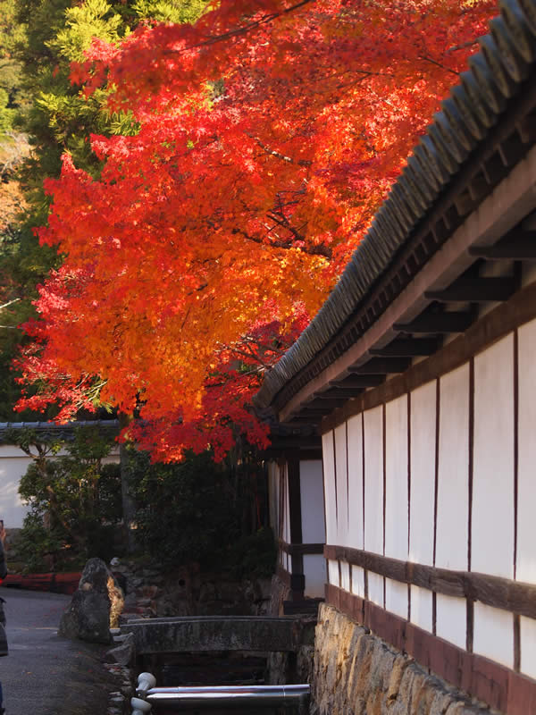 京都 南禅寺塔頭 天授庵の紅葉(Autumn leaves of Tenjyuan Nanzenji temple in Kyoto,Japan)