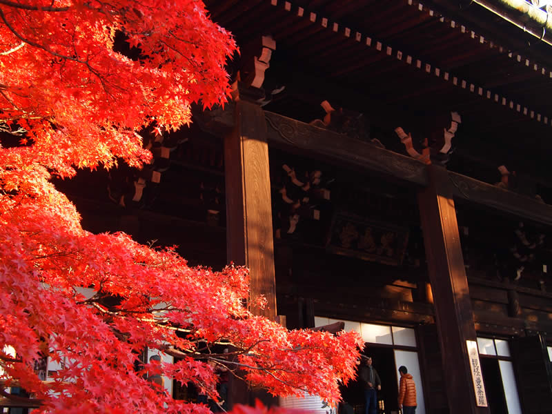 京都 真如堂 / 真正極楽寺の紅葉(Autumn leaves of 