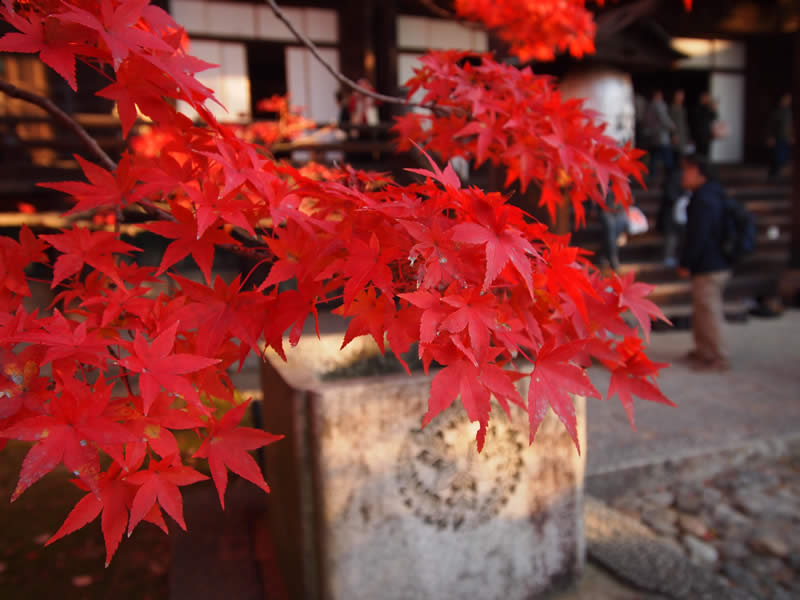 京都 真如堂 / 真正極楽寺の紅葉(Autumn leaves of 