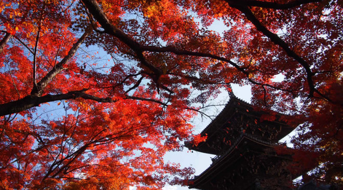 京都 真如堂 / 真正極楽寺の紅葉(Autumn leaves of Shinnyodo temple in Kyoto,Japan)