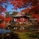 京都 高台寺の紅葉(Autumn leaves of Koudaiji temple in Kyoto,Japan)
