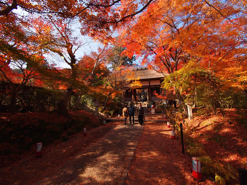京都 嵯峨野 常寂光寺の紅葉(Autumn leaves of Jojakkoji temple in Kyoto,Japan)