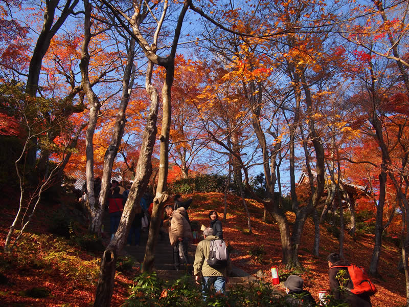 京都 嵯峨野 常寂光寺の紅葉(Autumn leaves of Jojakkoji temple in Kyoto,Japan)