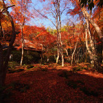 京都 祇王寺の紅葉(Autumn leaves of Giouji temple in Kyoto,Japan)