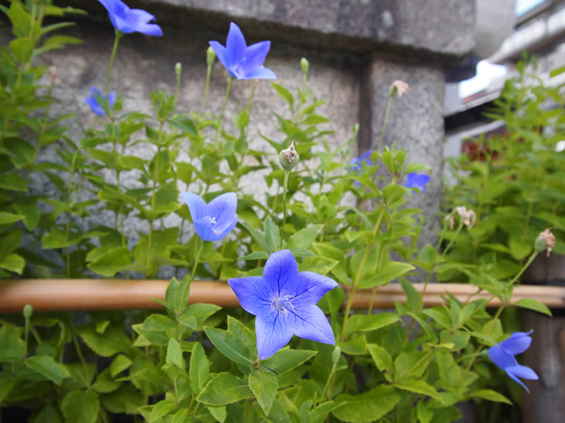 京都 晴明神社の桔梗(Bellflower of Seimei Shrine in Kyoto,Japan)