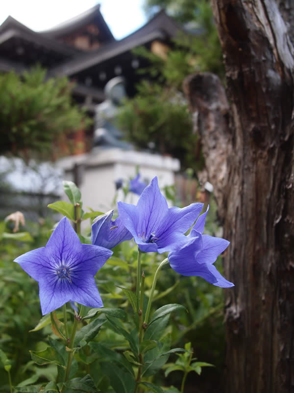 京都 晴明神社の桔梗(Bellflower of Seimei Shrine in Kyoto,Japan)